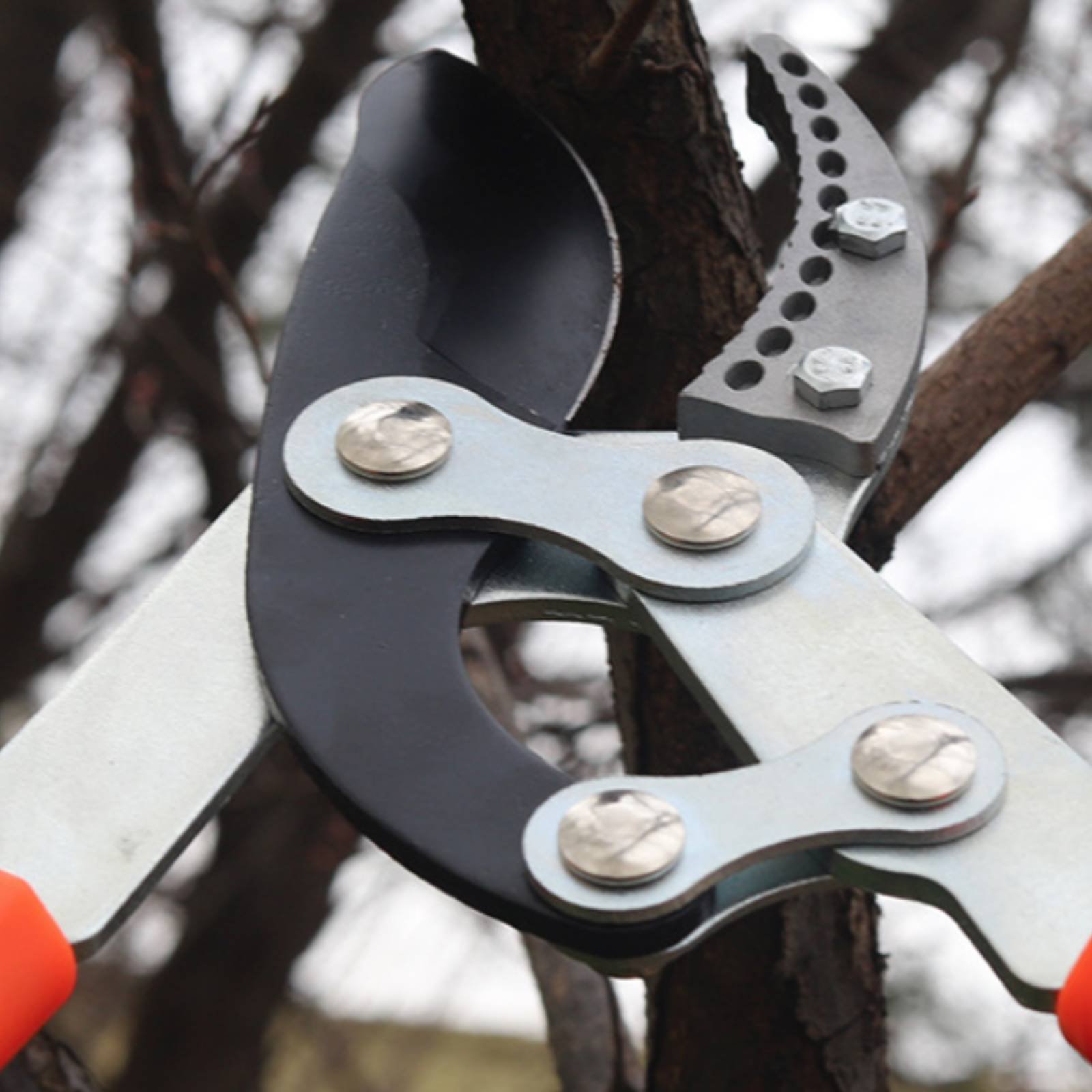 Forbici Telescopiche per Potat - Garden Tools recensione e prezzo