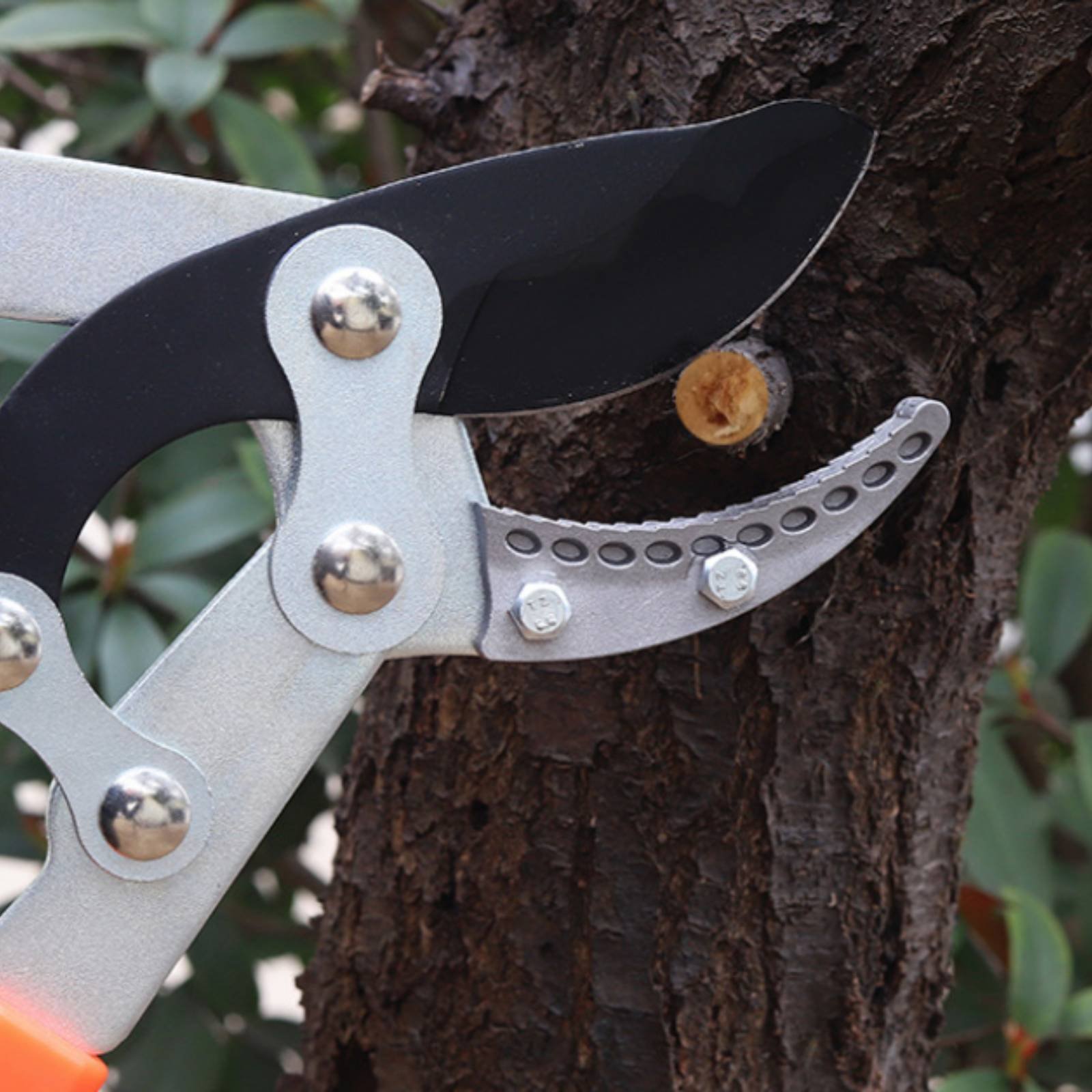 Forbici Telescopiche per Potat - Garden Tools recensione e prezzo